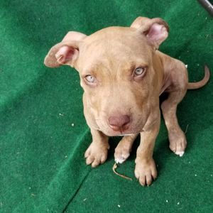 Meet your Posher, George